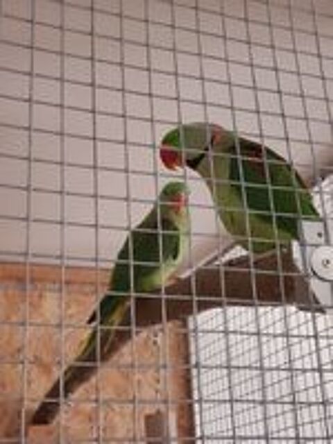   Couple de grand Alexandre  