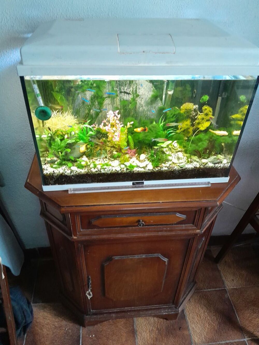   cherche don de poissons d'aquarium contre bon soin et amour 