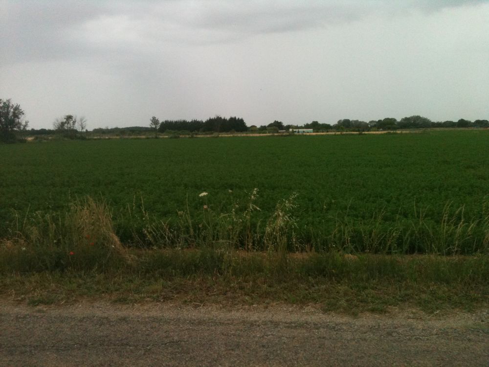 Location Terrain TERRAIN AGRICOLE POUR CULTURE OU JARDIN PAR LOT Aimargues