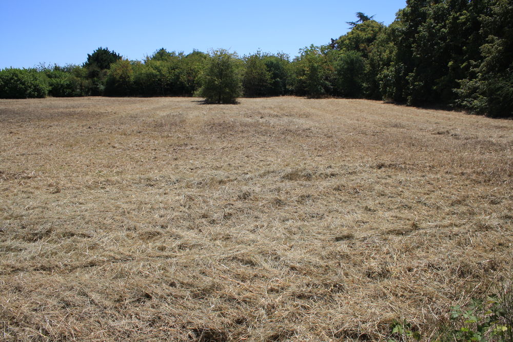 Vente Terrain Terrain constructible 5 762 m2 AVANTON (86170) Avanton