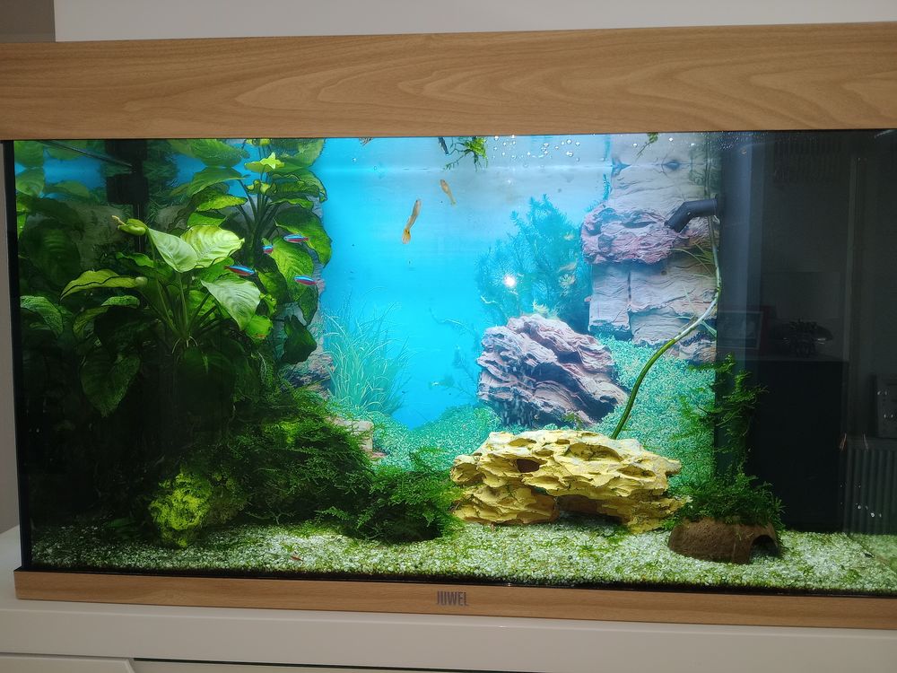   Aquarium complet  