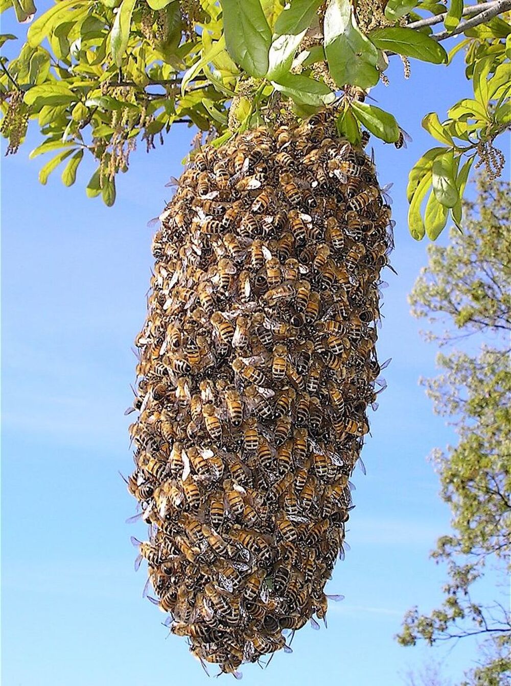   Capture d'essaims d'abeilles secteur Vollore-Montagne +25Km 