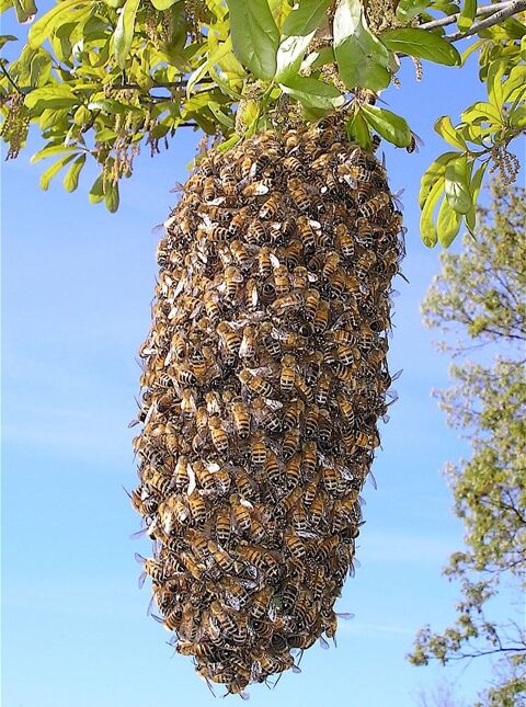 Capture d'essaims d'abeilles secteur Vollore-Montagne +25Km 0 63120 Vollore-montagne