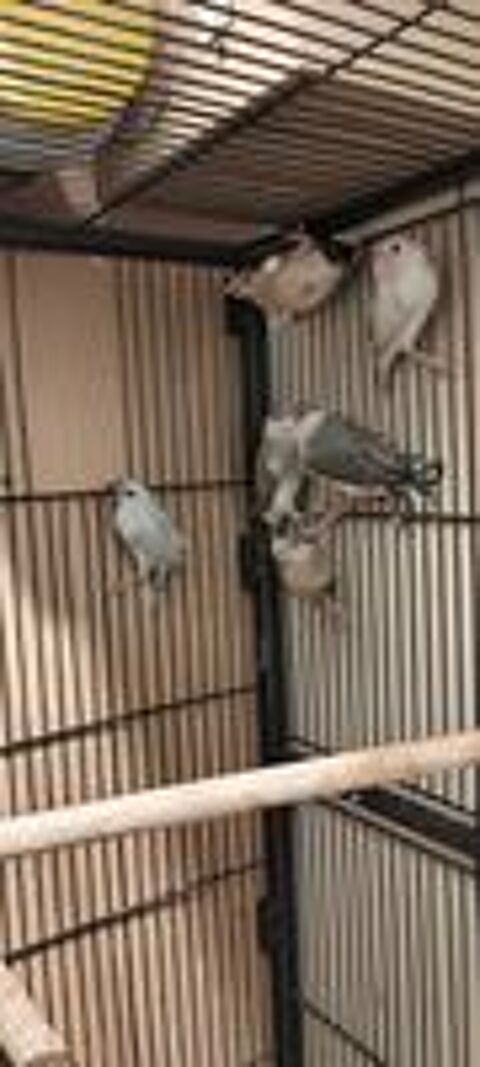   Oiseaux paddas 