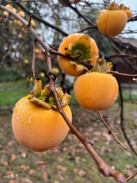 KAKIS du verger 3 Bossey (74)