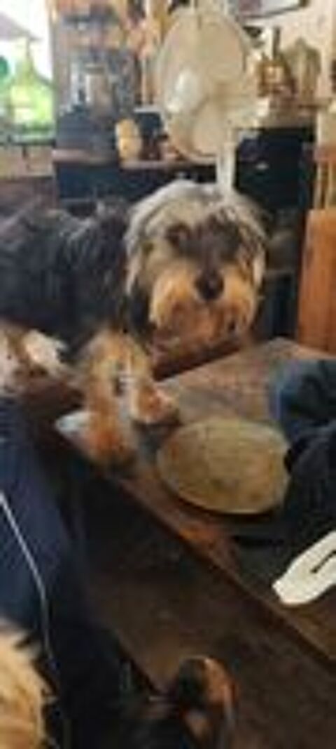   Donne contre bon soins Alphonse 
Cavalier king Charles  