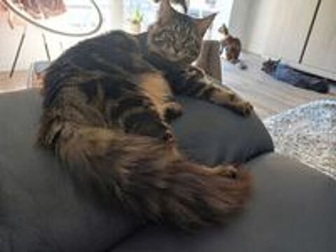   JEUNE MALE MAINE COON LOOF 