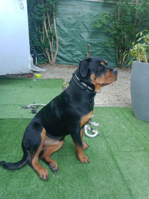 rottweiler femelle âge de 7mois est demi 550 33700 Mrignac