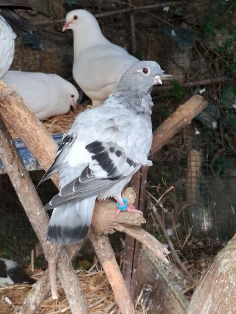 Pigeon cravat&eacute; hollandais 30 91220 Br�tigny-sur-orge
