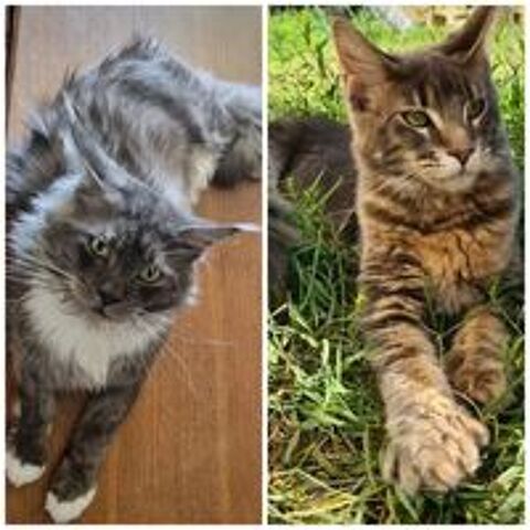   Maine coon loof polydactyle 