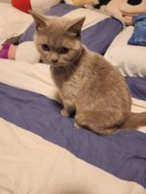   Magnifique femelle British fawn  