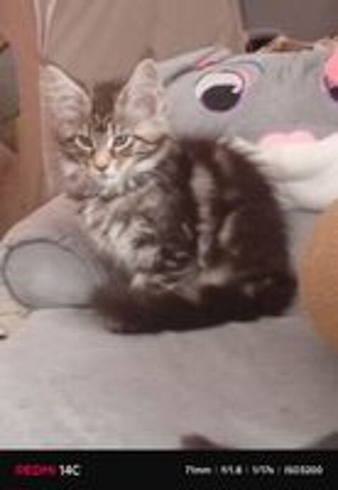   Chatonsmainecoonnonloof 