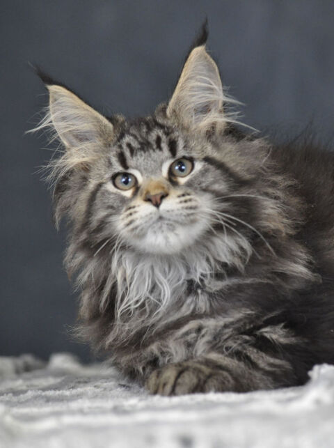 Adorables chatons maine coon LOOF 1600 78970 Mzires-sur-seine