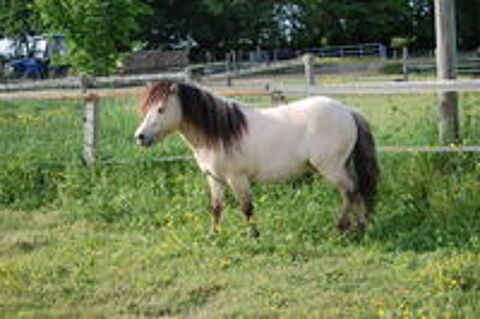   MADE IN BRYARD, étalon shetland PP 