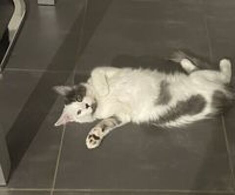   Chaton Mainecoon 