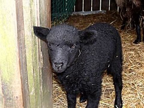 Moutons Landes de Bretagne 22320 La harmoye
