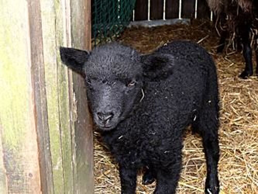   Moutons Landes de Bretagne 