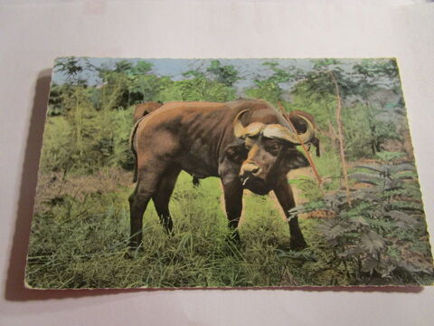 CARTE POSTALE FAUNE AFRICAINE-BUFFLE NOIR  4 Villepinte (93)