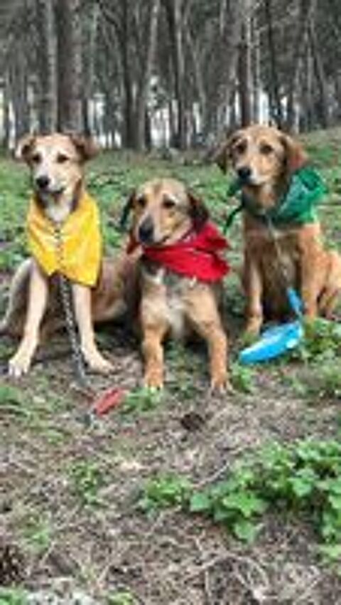   Capucine, une adorable puce, à l'adoption ! 💖 