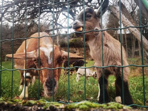 Ch&egrave;vres naines apprivois&eacute;es 100 52110 Doulevant-le-ch�teau