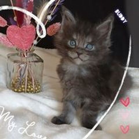   Chatons Males MAINE COON 