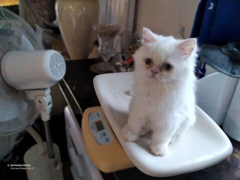 Chatons Persans 700 30340 Rousson