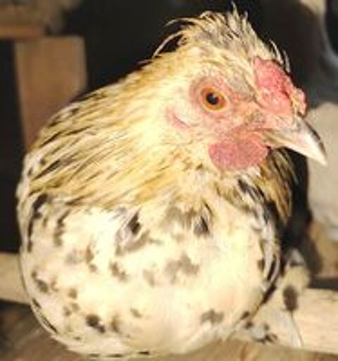   Jeune coq nain 