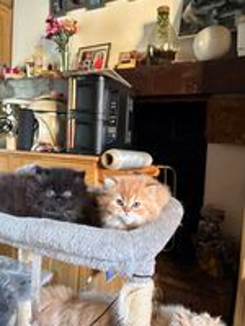   Chatons Persan LOOF  