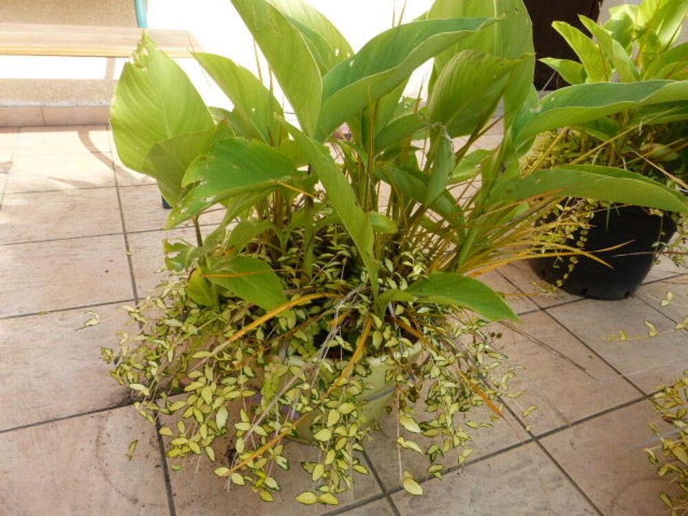 Pot&eacute;es d'Acorus, de cannas et de pervenches panach&eacute;es Jardin