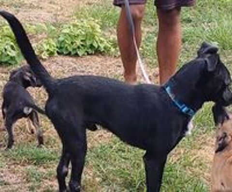   ELLIOT MALE  1 an NON CASTR  A SAUVER DE GUADELOUPE  POUR ADOPTION 
