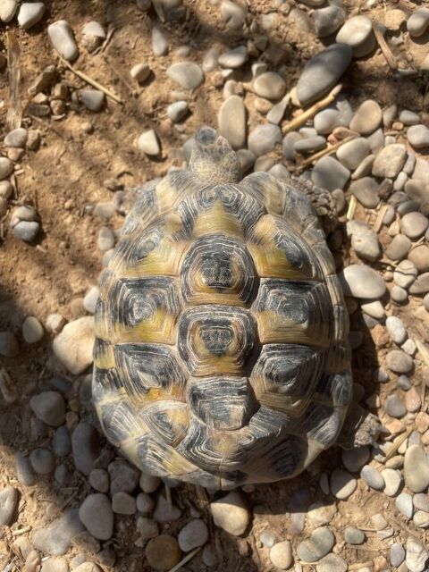 Tortue m&acirc;le 150 84830 Sérignan-du-comtat