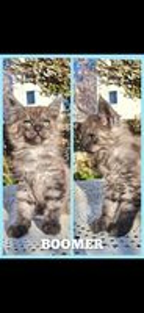   Maine coon LOOF 