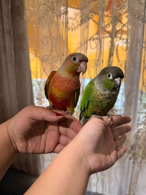 Conures 1 34000 Montpellier