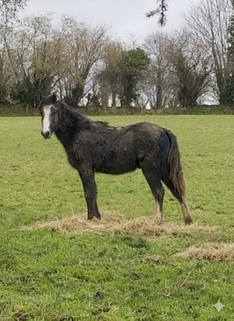 poney 3000 14380 Courson