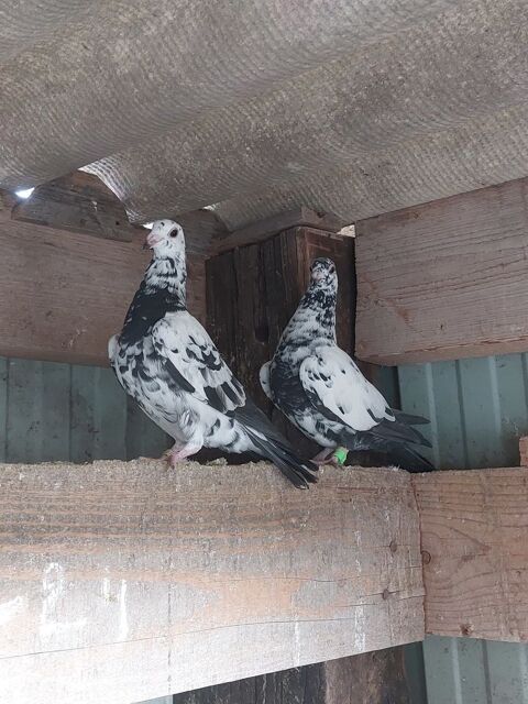 de pigeons voyageurs Piétrains 15 80270 Belloy-saint-léonard