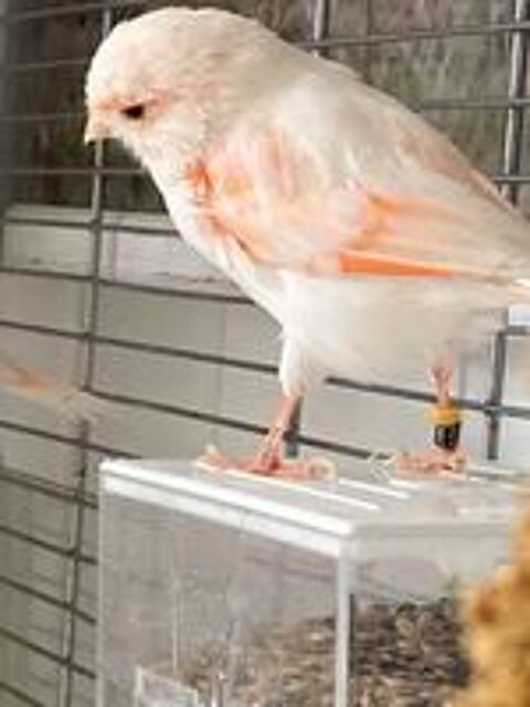   Canari (couple) 