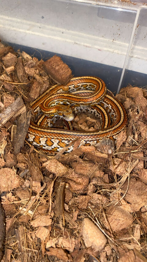Pantherophis guttatus Tessera 80 03100 Montlu�on