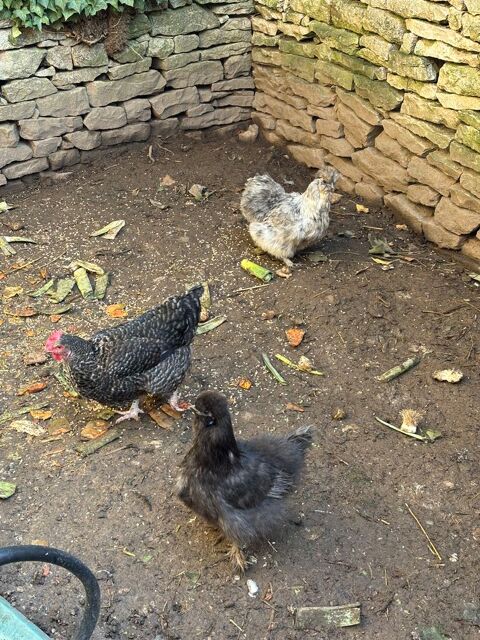 Poule de soie et coucou de rennes 70 70700 Gy