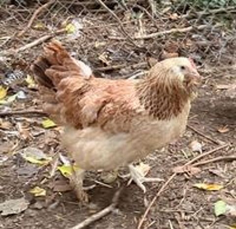   Poules pondeuses brahma et faverolle grande race 