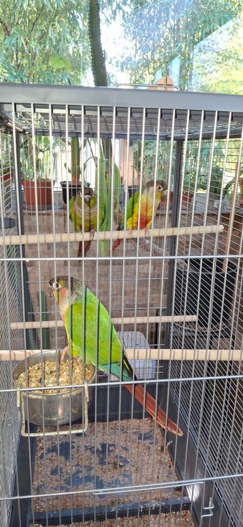 Conure molinea 70 85360 La tranche-sur-mer