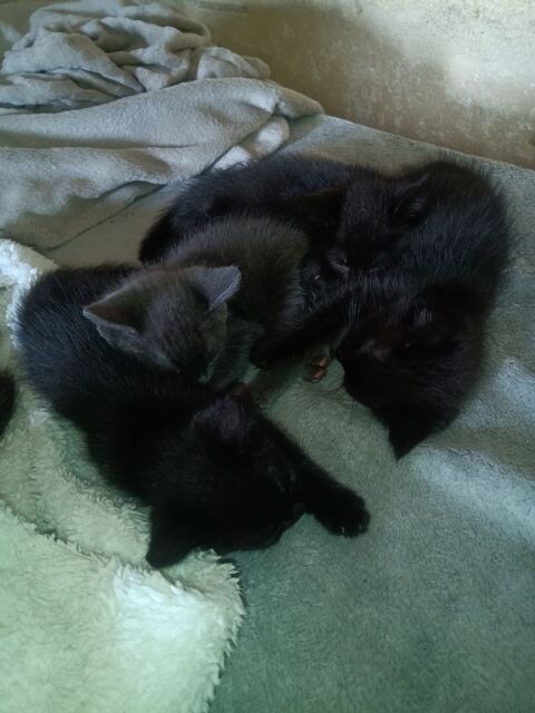 Donne chatons 0 33750 Saint-germain-du-puch