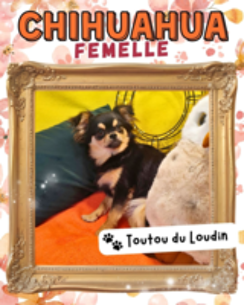   Chiot chihuahua femelle poils longs 