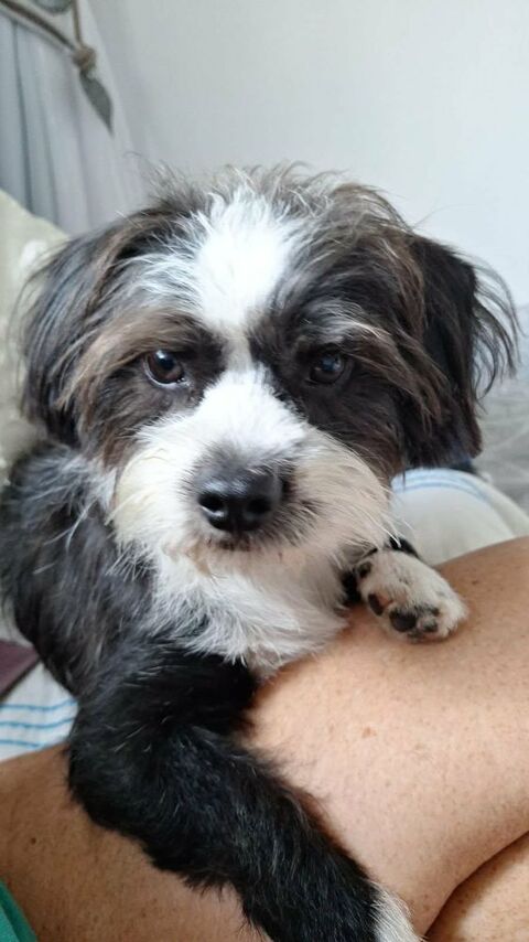 une super NANA 350 77300 Fontainebleau