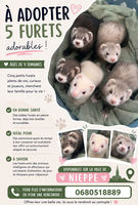   FURETONS DE 9 MOIS 