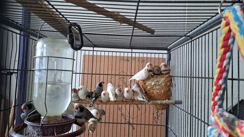 Mandarin  15 63620 Voingt