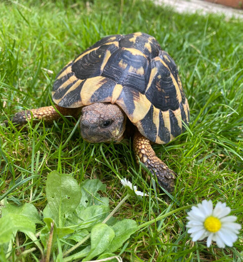 Tortue de jardin mâle 190 95140 Garges-ls-gonesse