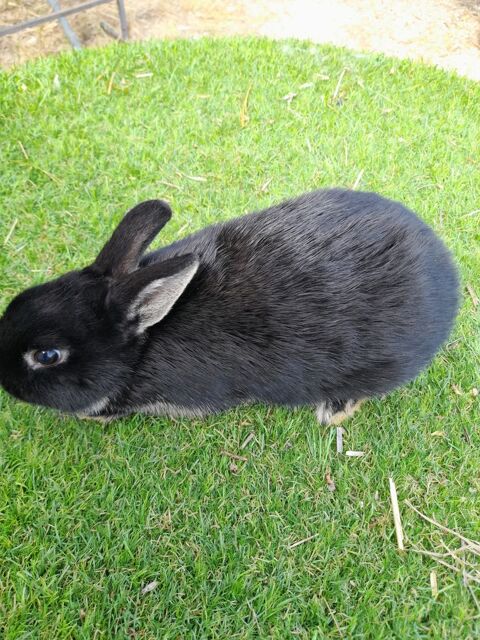 Lapin nain 45 83780 Flayosc