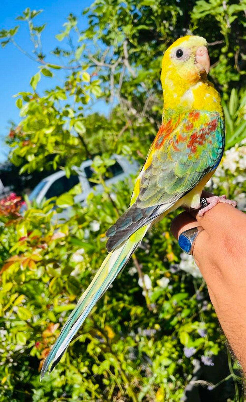   Très Belle Perruche À Croupion Rouge Opaline EAM Bagué 2026 