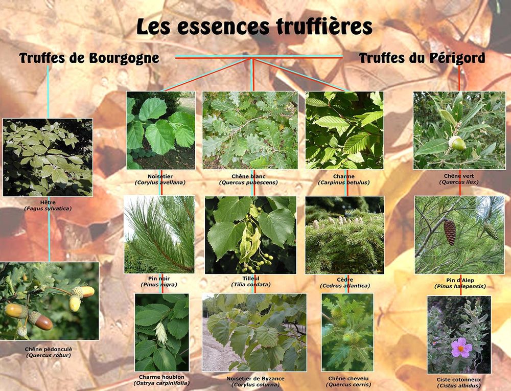 Ciste &agrave; Truffe Jardin
