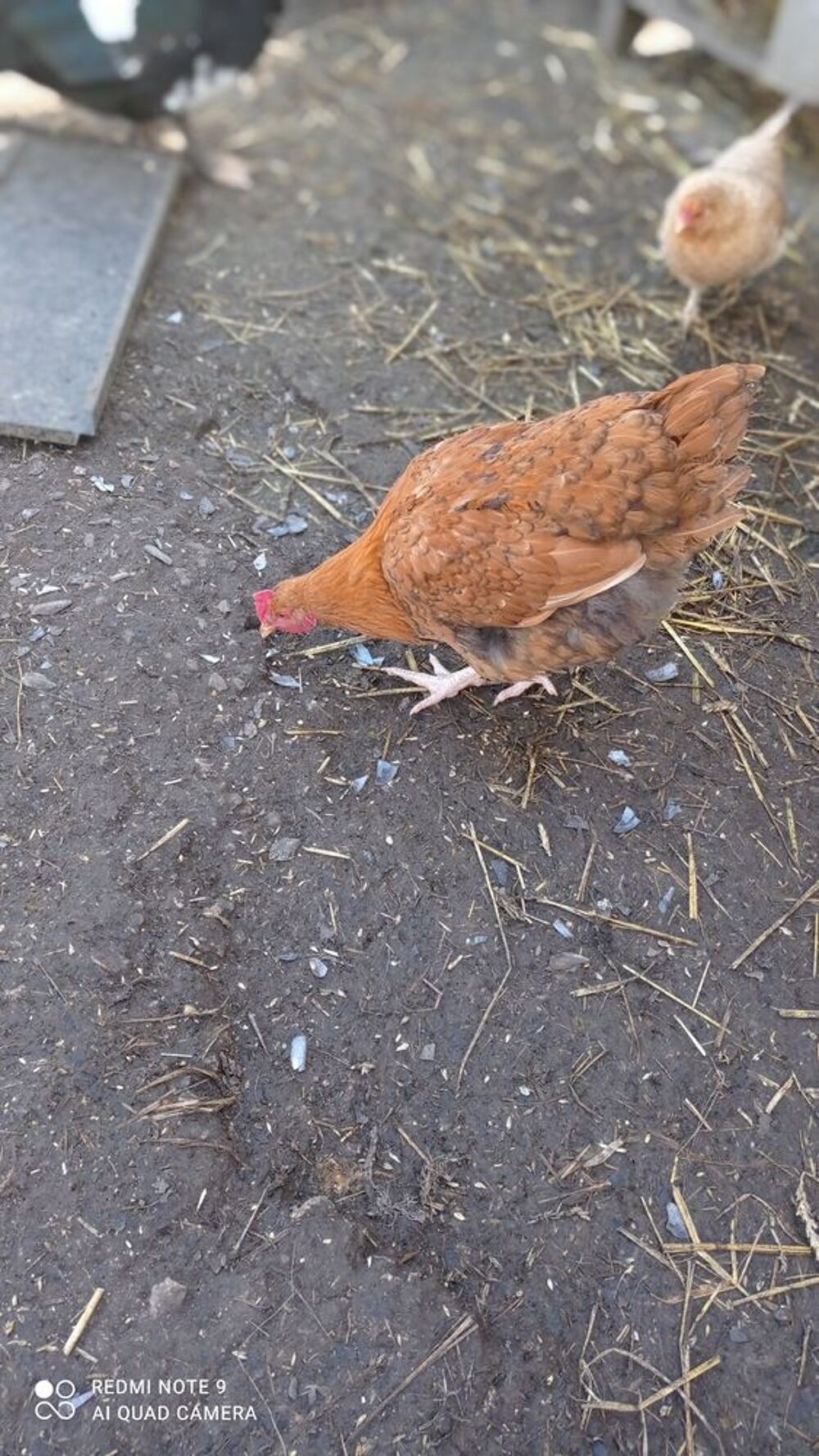 Jeune poulet Jardin